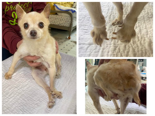 picture of the dog needing adoption