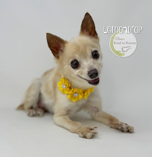 Lemondrop, an adoptable Chihuahua in Benton, LA