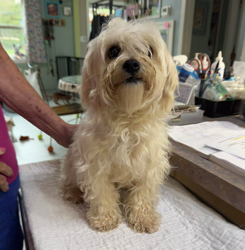 picture of the dog needing adoption