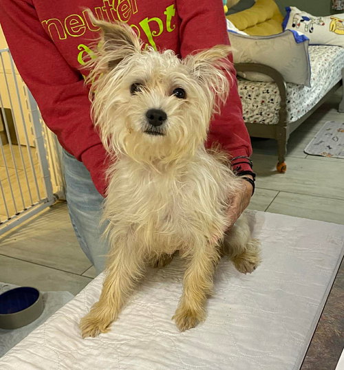 picture of the dog needing adoption