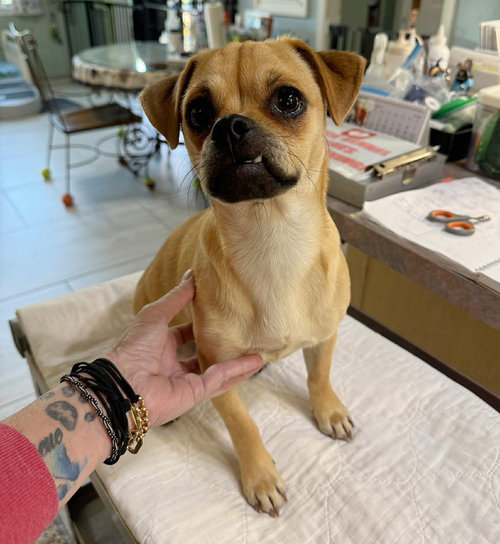 picture of the dog needing adoption