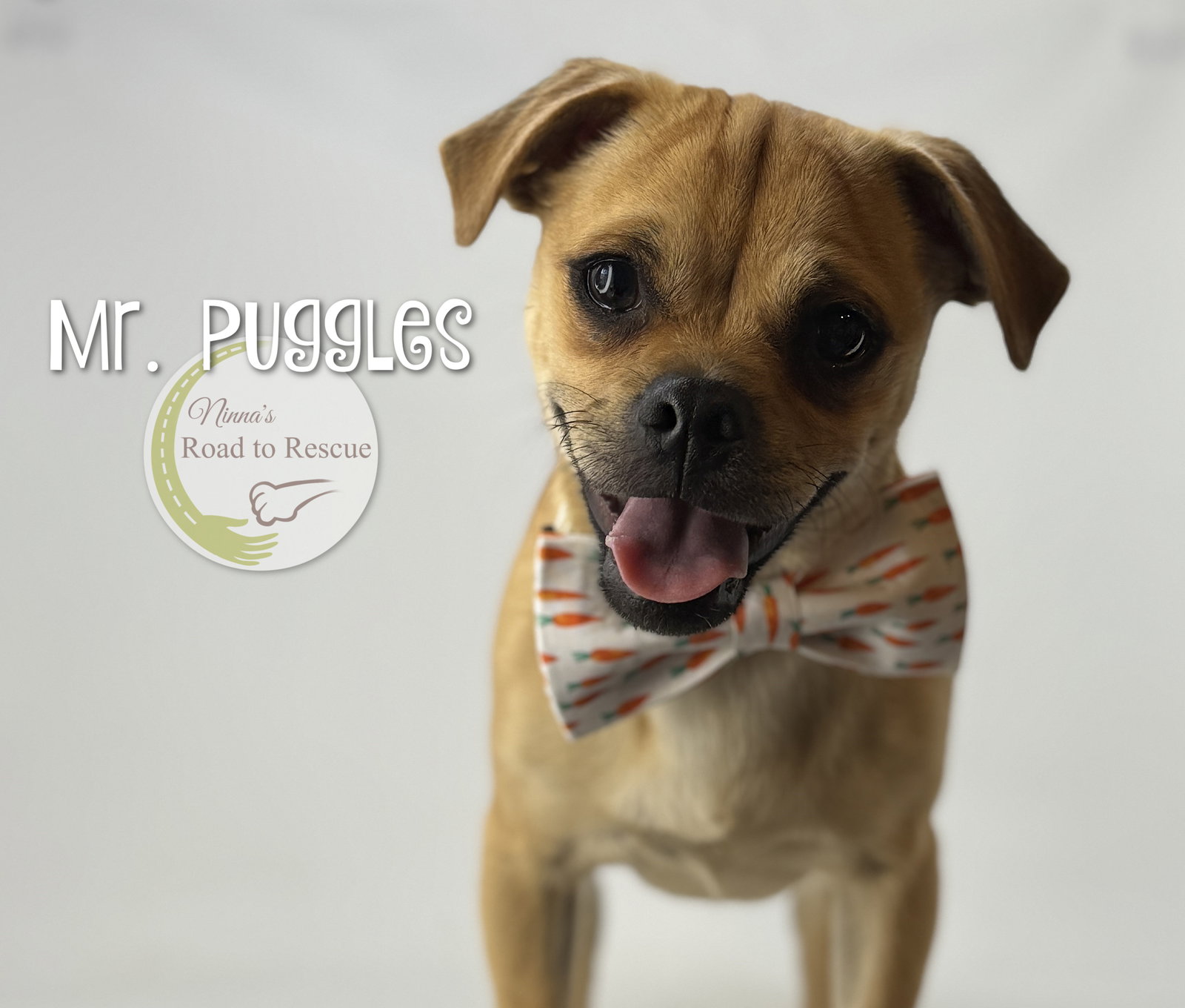 Mr. Puggles