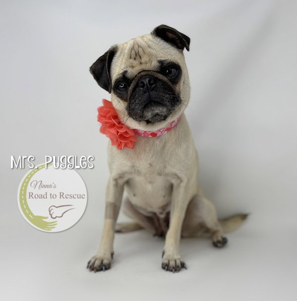 Mrs. Puggles