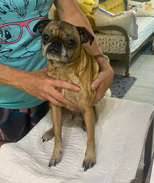 picture of the dog needing adoption