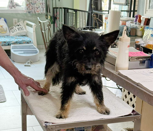 picture of the dog needing adoption