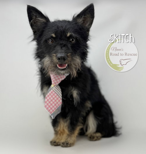 Skitch, an adoptable Cairn Terrier in Benton, LA