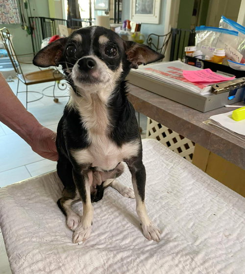picture of the dog needing adoption