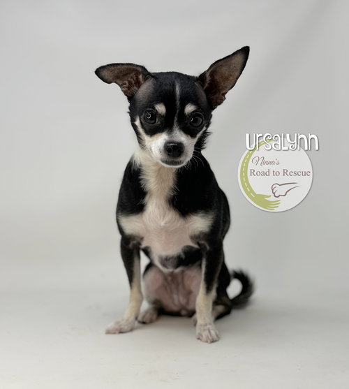 Ursalynn, an adoptable Chihuahua in Benton, LA