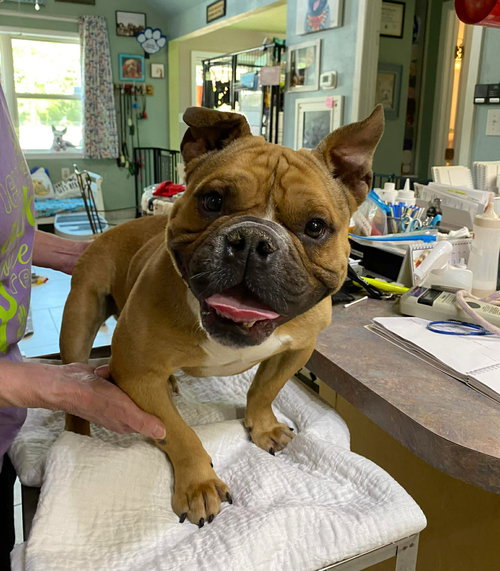 picture of the dog needing adoption