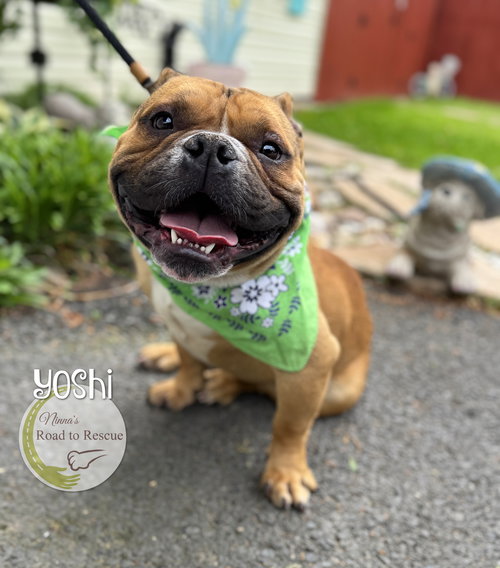 Yoshi, an adoptable French Bulldog in Benton, LA
