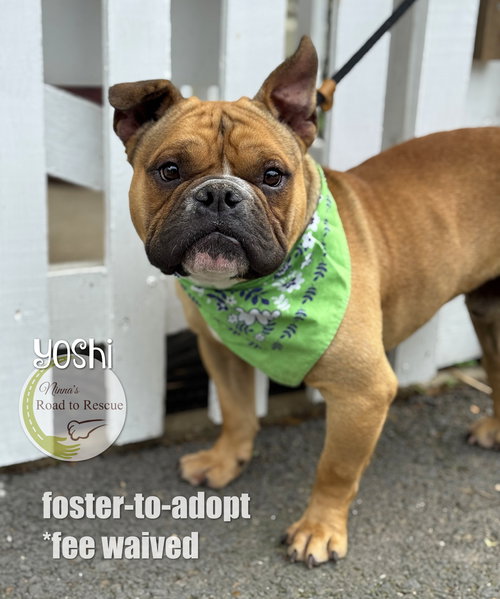 Yoshi, an adoptable French Bulldog in Benton, LA