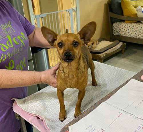 picture of the dog needing adoption