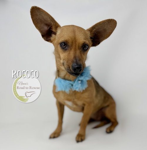 Rococo, an adoptable Dachshund in Benton, LA
