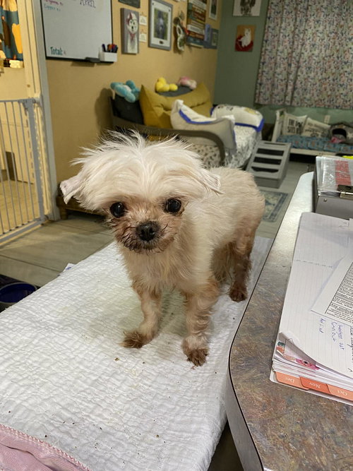 picture of the dog needing adoption