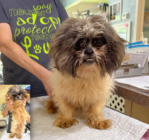 Kerfuffle (NOT YET AVAILABLE), an adoptable Lhasa Apso in Benton, LA