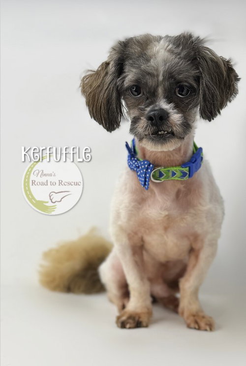 Kerfuffle, an adoptable Lhasa Apso in Benton, LA