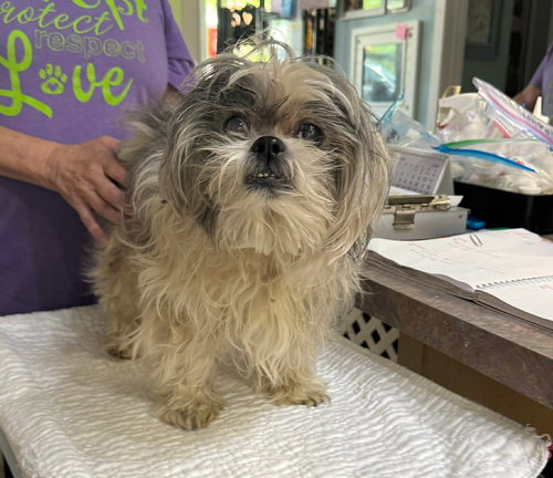 picture of the dog needing adoption