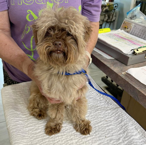 picture of the dog needing adoption