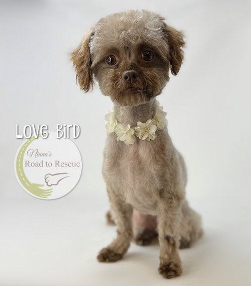 Love Bird, an adoptable Shih Tzu in Benton, LA
