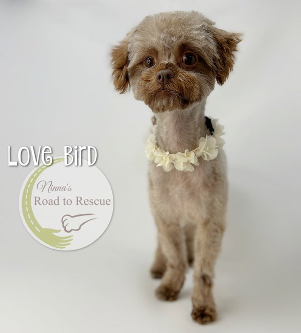 Love Bird