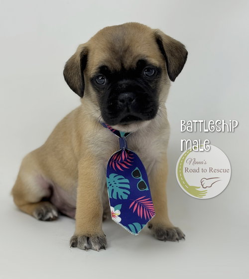 Battleship, an adoptable Pug in Benton, LA