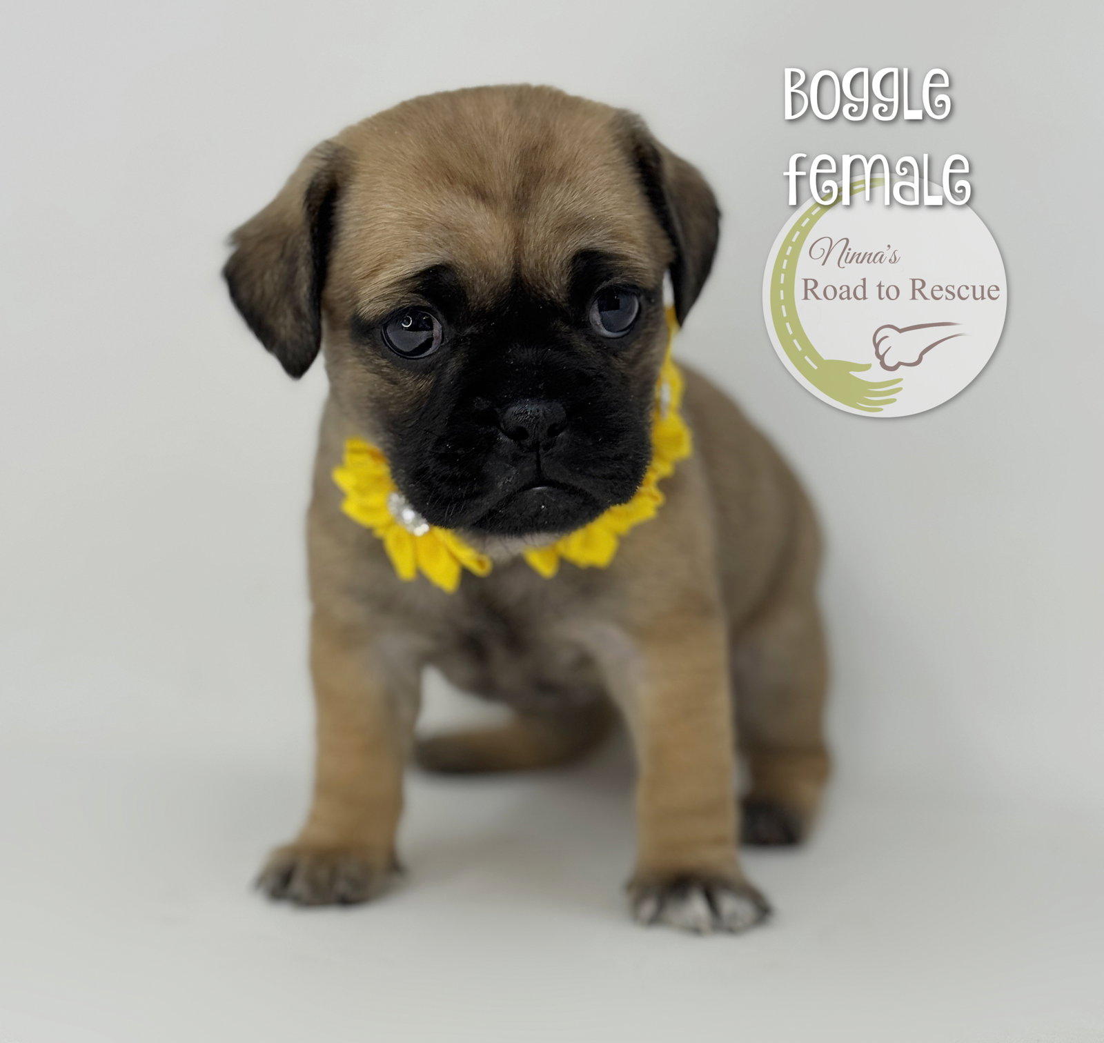 Boggle