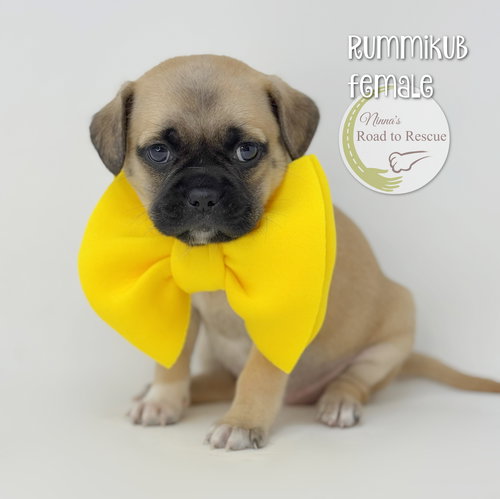 Rummikub, an adoptable Pug in Benton, LA