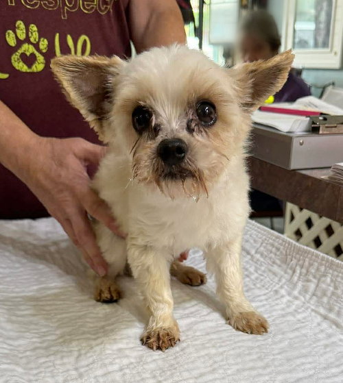 Phillips (NOT YET AVAILABLE), an adoptable Yorkshire Terrier Yorkie in Benton, LA