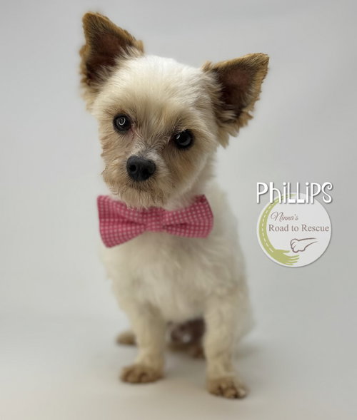 Phillips, an adoptable Yorkshire Terrier Yorkie in Benton, LA