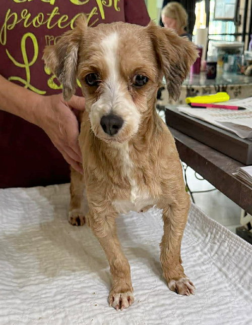 Cascade (NOT YET AVAILABLE), an adoptable Havanese in Benton, LA