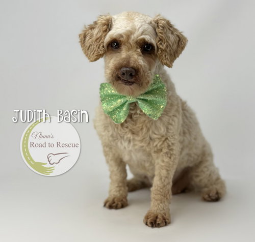 Judith Basin, an adoptable Poodle in Benton, LA