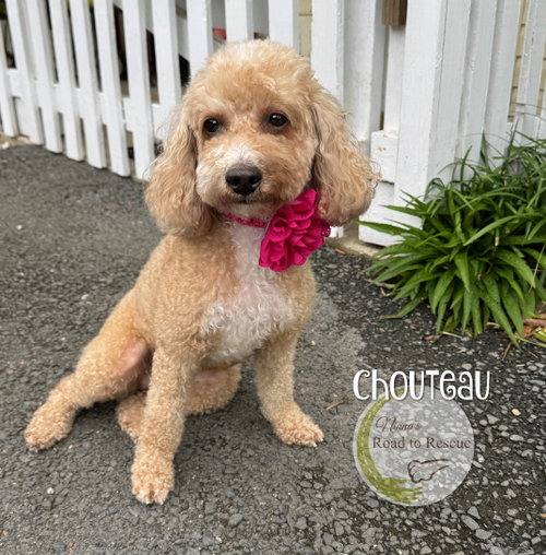 Chouteau, an adoptable Cavalier King Charles Spaniel in Benton, LA