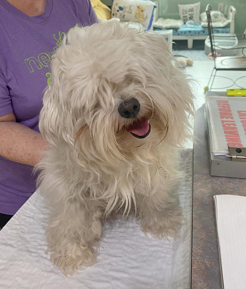 Miso (NOT YET AVAILABLE), an adoptable Maltese in Benton, LA