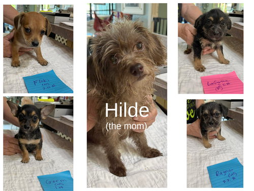 Viking pups and mom (NOT YET AVAILABLE), an adoptable Yorkshire Terrier Yorkie in Benton, LA