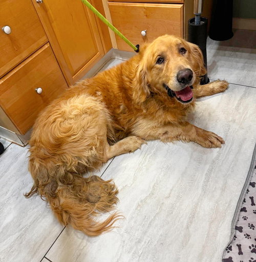 Chonk (NOT YET AVAILABLE), an adoptable Golden Retriever in Benton, LA