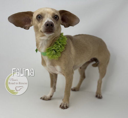 Falina, an adoptable Chihuahua in Benton, LA