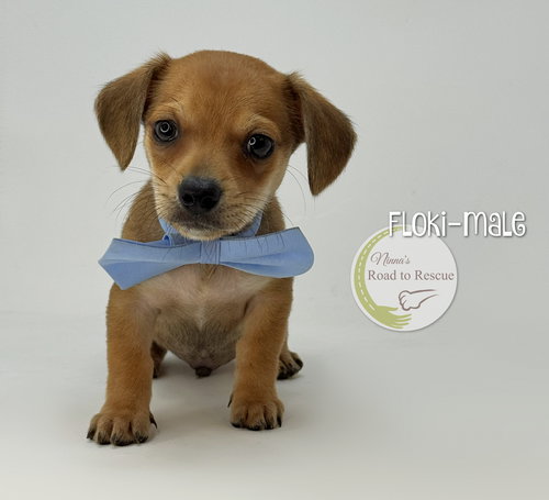 Floki, an adoptable Yorkshire Terrier Yorkie in Benton, LA