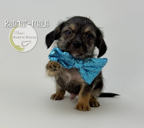 Ragnar, an adoptable Yorkshire Terrier Yorkie in Benton, LA