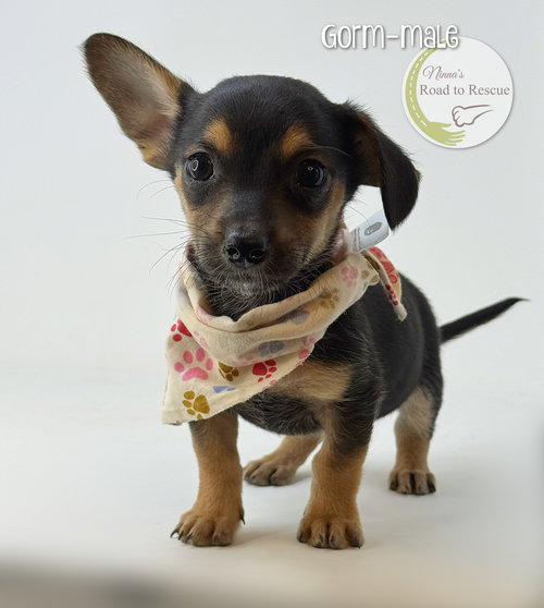 Gorm, an adoptable Yorkshire Terrier Yorkie in Benton, LA