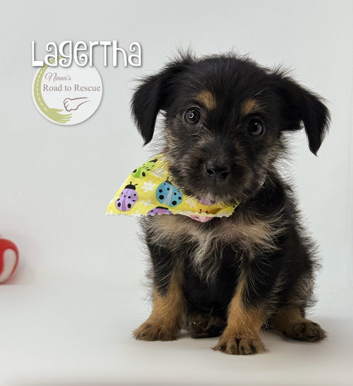 Lagertha, an adoptable Yorkshire Terrier Yorkie in Benton, LA