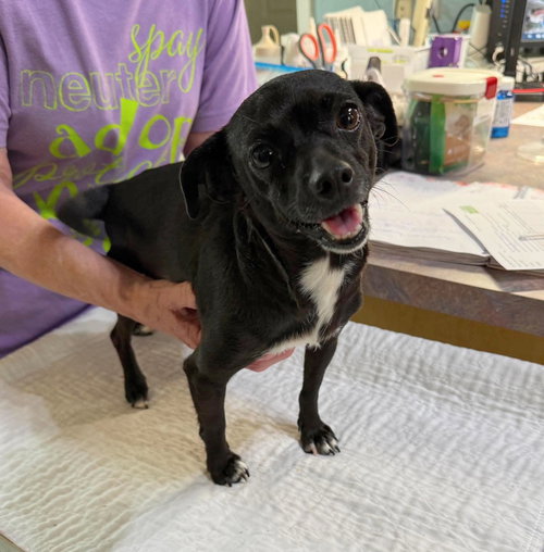 Georgina (NOT YET AVAILABLE), an adoptable Dachshund in Benton, LA
