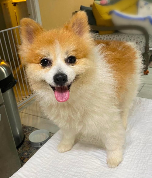 Maestro (NOT YET AVAILABLE), an adoptable Pomeranian in Benton, LA