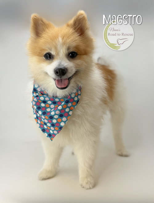 Maestro, an adoptable Pomeranian in Benton, LA