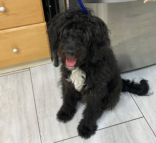 Julissa (NOT YET AVAILABLE), an adoptable Poodle in Benton, LA