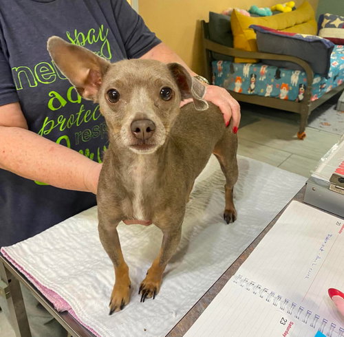 Meredith Grey (NOT YET AVAILABLE), an adoptable Chihuahua in Benton, LA