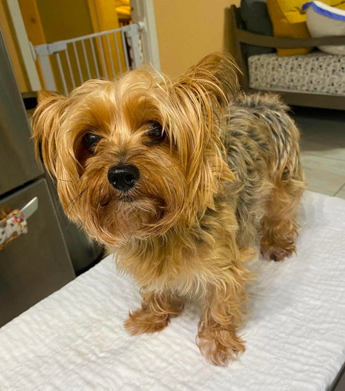 Bebe (NOT YET AVAILABLE), an adoptable Yorkshire Terrier Yorkie in Benton, LA