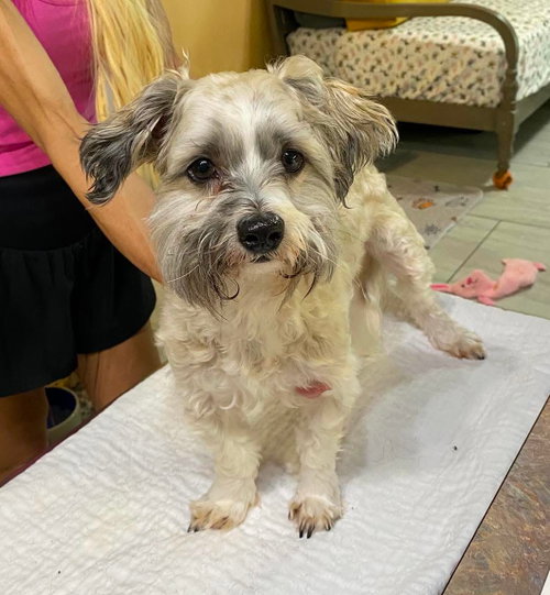 Worfle (NOT YET AVAILABLE), an adoptable Shih Tzu in Benton, LA