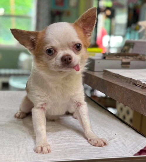 Marvin (NOT YET AVAILABLE)