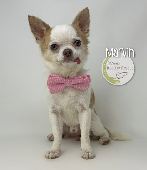 Marvin, an adoptable Chihuahua in Benton, LA