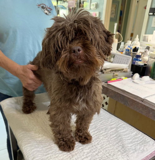 Viviana (NOT YET AVAILABLE), an adoptable Shih Tzu in Benton, LA
